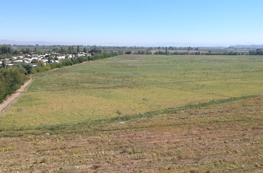 Licitación Remate Propiedad Agrícola Campo de 122,88 Hás. con Derechos de Agua en Los Niches, Curicó