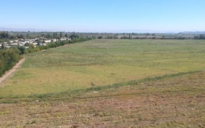 Licitación Remate Propiedad Agrícola Campo de 122,88 Hás. con Derechos de Agua en Los Niches, Curicó